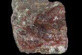 Polished Dinosaur Bone (Gembone) Section - Colorado #96411-2